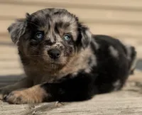 Mango , a female Australian Shepherd for sale in Bushnell, IL – 2 of 7