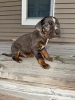 Sparkler, a male Catahoula Leopard Dog for sale in Macomb, IL – Photo 9 of 9