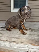 Sparkler, a male Catahoula Leopard Dog for sale in Macomb, IL – Photo 8 of 9