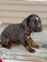 Sparkler, a male Catahoula Leopard Dog for sale in Macomb, IL – Photo 6 of 9