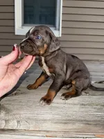 Sparkler, a male Catahoula Leopard Dog for sale in Macomb, IL – Photo 4 of 9