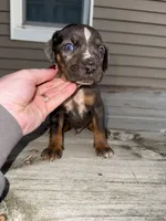 Sparkler, a male Catahoula Leopard Dog for sale in Macomb, IL – Photo 7 of 9