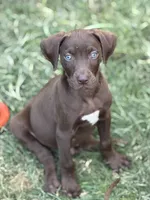 Rocky, a male Catahoula Leopard Dog for sale in Bushnell, IL – 2 of 3