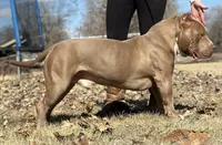 Kovu, a male American Bully for sale in Macomb, IL – Photo 8 of 10