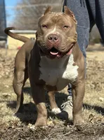 Kovu, a male American Bully for sale in Macomb, IL – Photo 6 of 10
