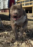 Kovu, a male American Bully for sale in Macomb, IL – Photo 7 of 10