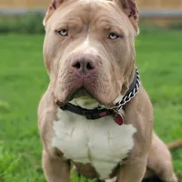 Kovu, a male American Bully for sale in Macomb, IL – Photo 4 of 10