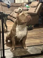 Kovu, a male American Bully for sale in Macomb, IL – Photo 5 of 10