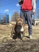 Kovu, a male American Bully for sale in Macomb, IL – Photo 9 of 10
