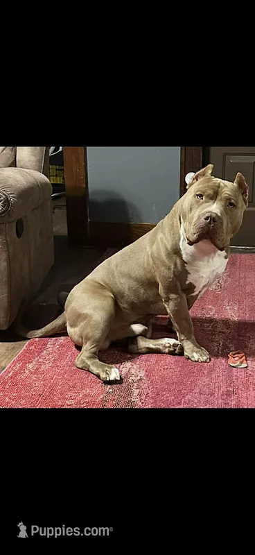 Kovu – American Bully puppy for sale in Macomb, IL