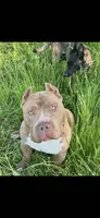 Kovu, a male American Bully for sale in Macomb, IL – Photo 2 of 10