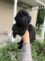 Snap, a male Poodle - Toy  for sale in Bushnell, IL – 2 of 3