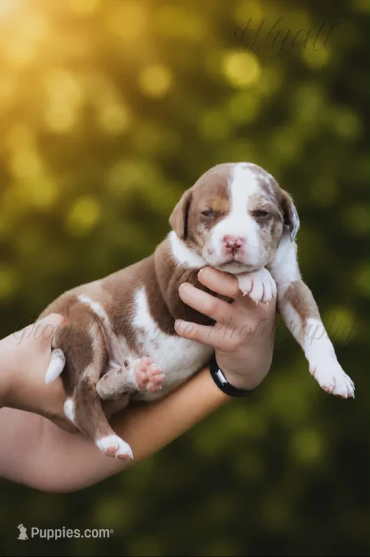 Wyatt, a male Catahoula Leopard Dog for sale in Bushnell, IL – 1 of 1