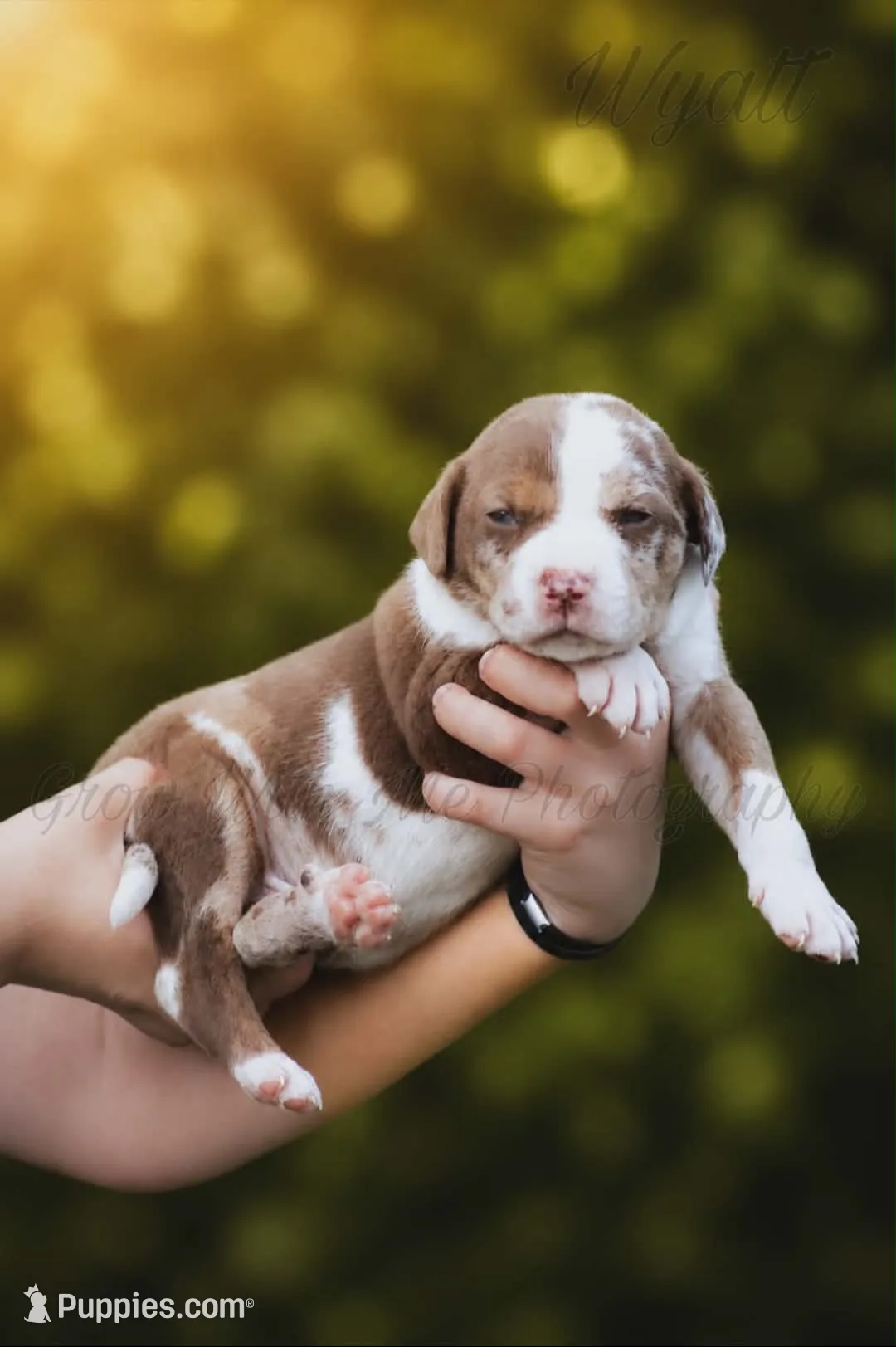 Wyatt, a male Catahoula Leopard Dog for sale in Bushnell, IL – 1 of 1