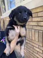 Kale, a male Australian Shepherd for sale in Bushnell, IL – 3 of 5