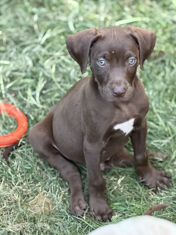 Rocky – Catahoula Leopard Dog puppy for sale in Bushnell, IL