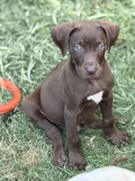 Rocky, a male Catahoula Leopard Dog for sale in Bushnell, IL – 1 of 3