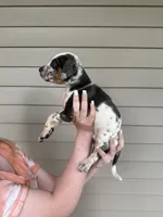 Primer, a male Catahoula Leopard Dog for sale in Bushnell, IL – 2 of 2