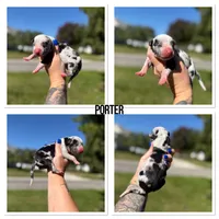 Porter, a male Catahoula Leopard Dog for sale in Bushnell, IL – 2 of 2