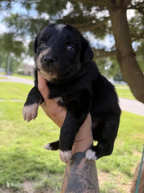 Corncob – Australian Shepherd puppy for sale in Bushnell, IL