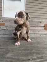 Kerchak, a male Catahoula Leopard Dog for sale in Bushnell, IL – 8 of 8