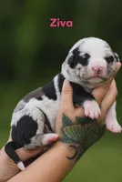 Ziva, a female Catahoula Leopard Dog for sale in Bushnell, IL – 4 of 4