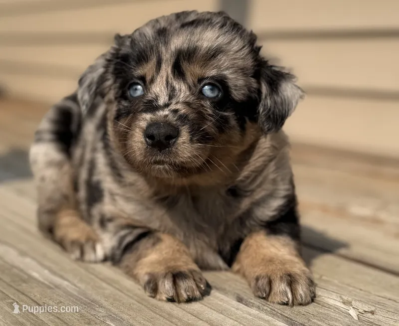 Mango  – Australian Shepherd puppy for sale in Bushnell, IL