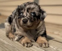 Mango , a female Australian Shepherd for sale in Bushnell, IL – 1 of 7