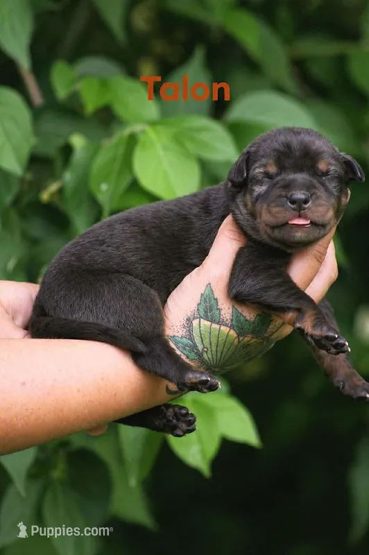 Talon – Catahoula Leopard Dog puppy for sale in Bushnell, IL