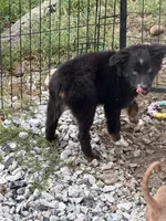Parker, a male Australian Shepherd for sale in Bushnell, IL – 2 of 2
