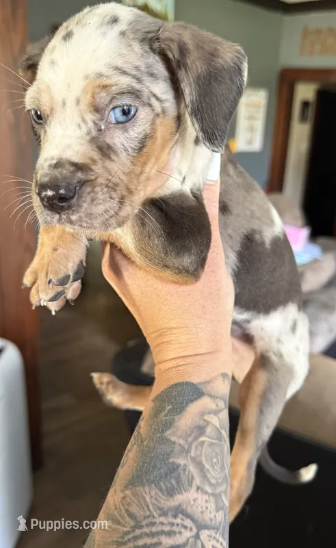 Smudge – Catahoula Leopard Dog puppy for sale in Bushnell, IL