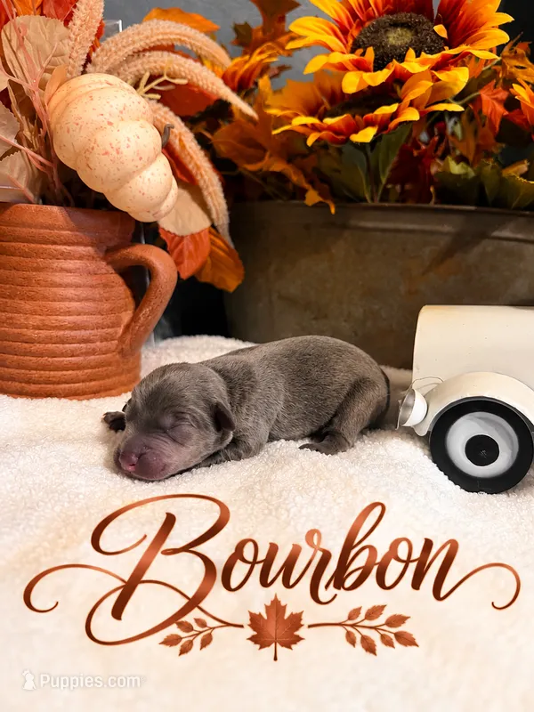 Bourbon – Catahoula Leopard Dog puppy for sale in Bushnell, IL