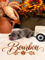 Bourbon, a male Catahoula Leopard Dog for sale in Bushnell, IL – 1 of 1