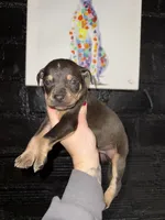 Flurry, a male Catahoula Leopard Dog for sale in Macomb, IL – Photo 1 of 4