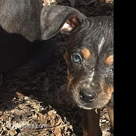 Flurry, a male Catahoula Leopard Dog for sale in Macomb, IL – Photo 4 of 4