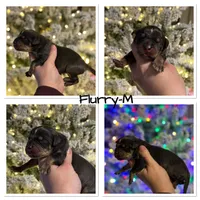 Flurry, a male Catahoula Leopard Dog for sale in Macomb, IL – Photo 3 of 4