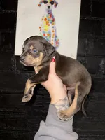 Flurry, a male Catahoula Leopard Dog for sale in Macomb, IL – Photo 2 of 4