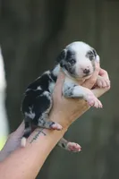 Porter, a male Catahoula Leopard Dog for sale in Bushnell, IL – 1 of 1