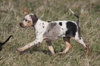 Bohdi, a male Catahoula Leopard Dog for sale in Macomb, IL – Photo 2 of 2