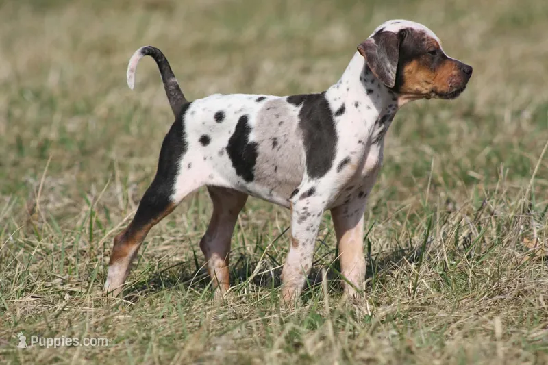 Bohdi – Catahoula Leopard Dog puppy for sale in Macomb, IL