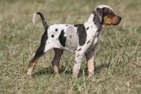 Bohdi, a male Catahoula Leopard Dog for sale in Macomb, IL – Photo 1 of 2