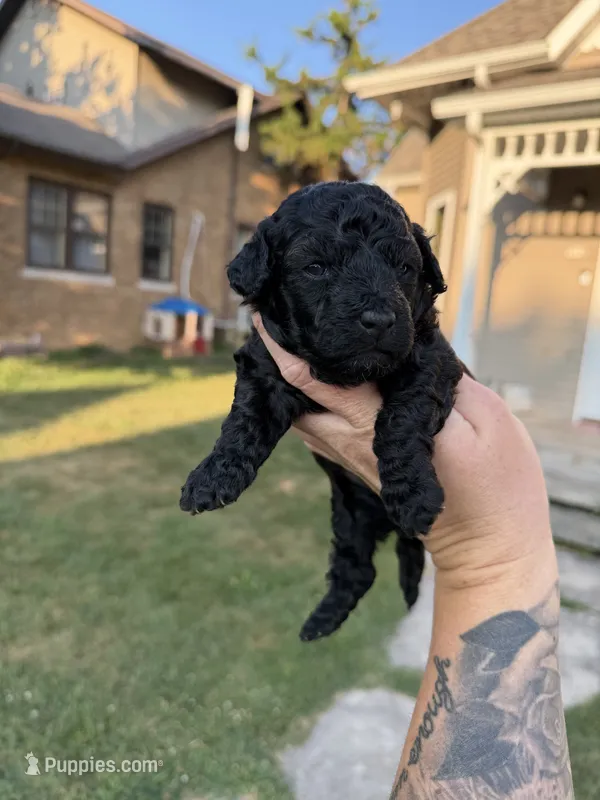 Snap – Poodle - Toy  puppy for sale in Bushnell, IL