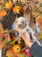 Sienna, a female Catahoula Leopard Dog for sale in Bushnell, IL – 1 of 2