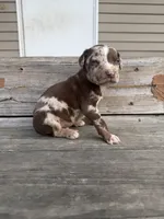 Kerchak, a male Catahoula Leopard Dog for sale in Bushnell, IL – 7 of 8