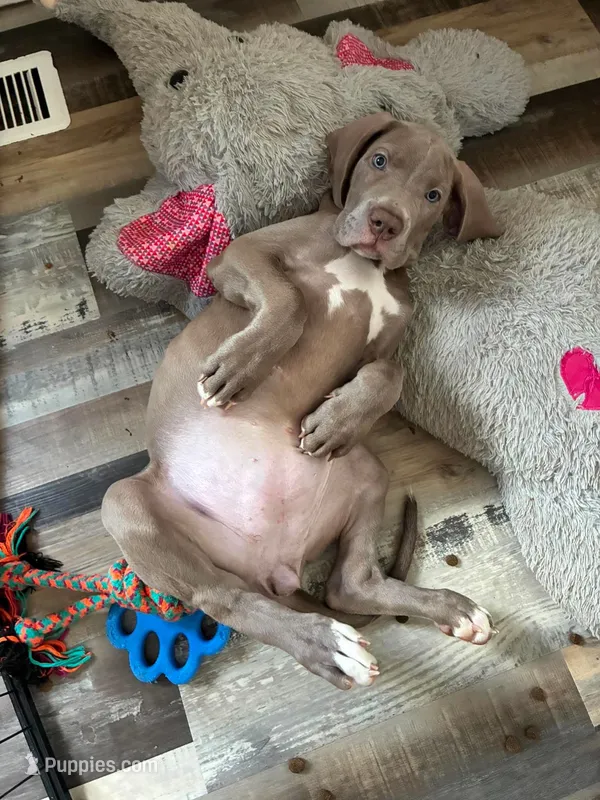 Delilah – Great Dane puppy for sale in Bushnell, IL