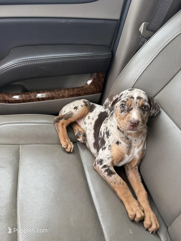 Vesper – Catahoula Leopard Dog puppy for sale in Macomb, IL
