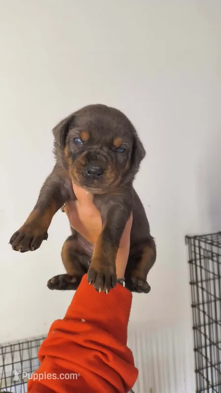 Talon – Catahoula Leopard Dog puppy for sale in Bushnell, IL