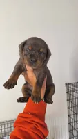 Talon, a male Catahoula Leopard Dog for sale in Bushnell, IL – 7 of 7