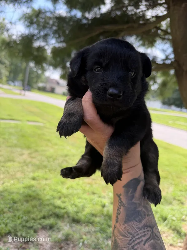 Kale – Australian Shepherd puppy for sale in Bushnell, IL