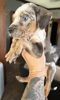 Smudge, a male Catahoula Leopard Dog for sale in Bushnell, IL – 3 of 3